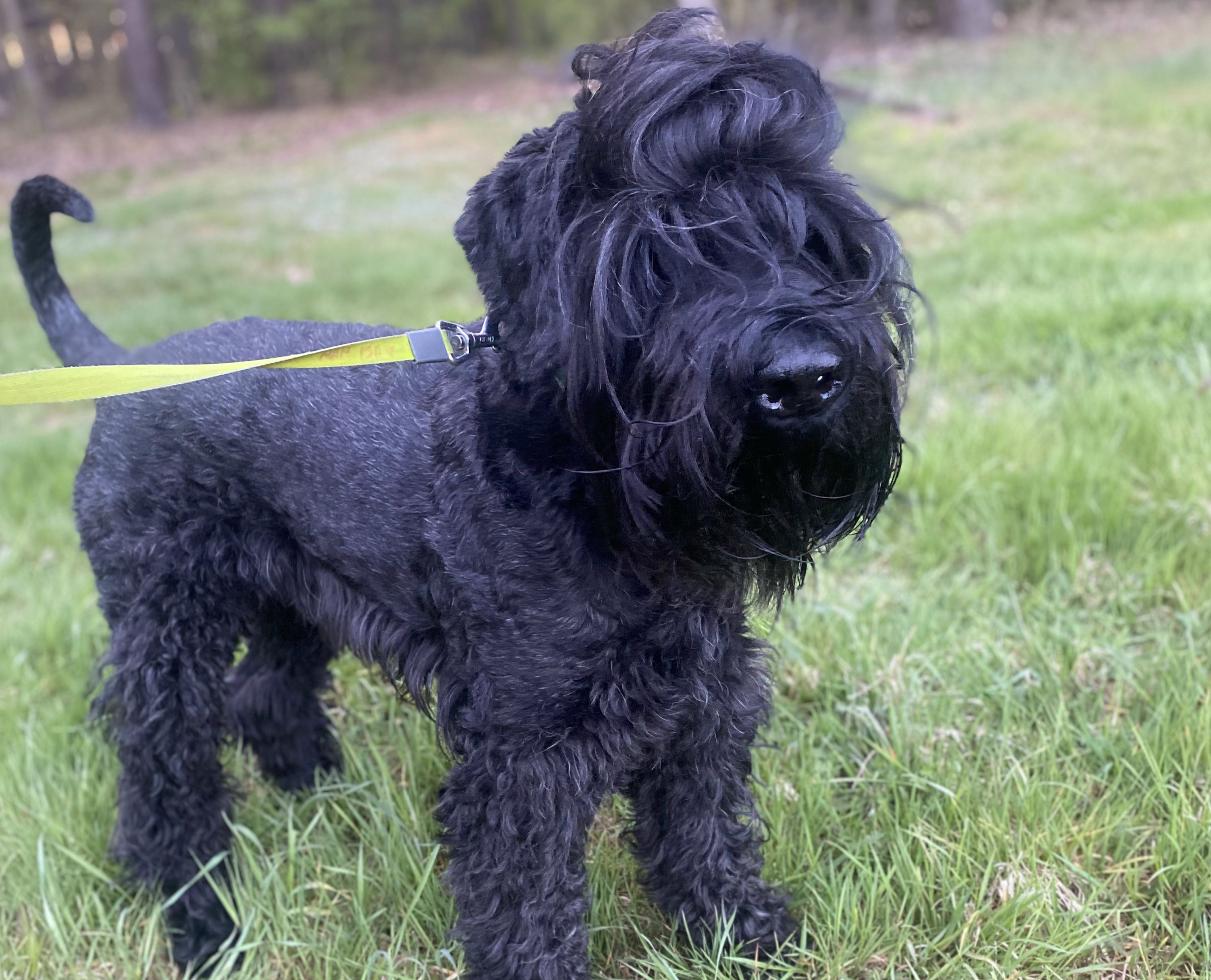 hotele dla psów poznań