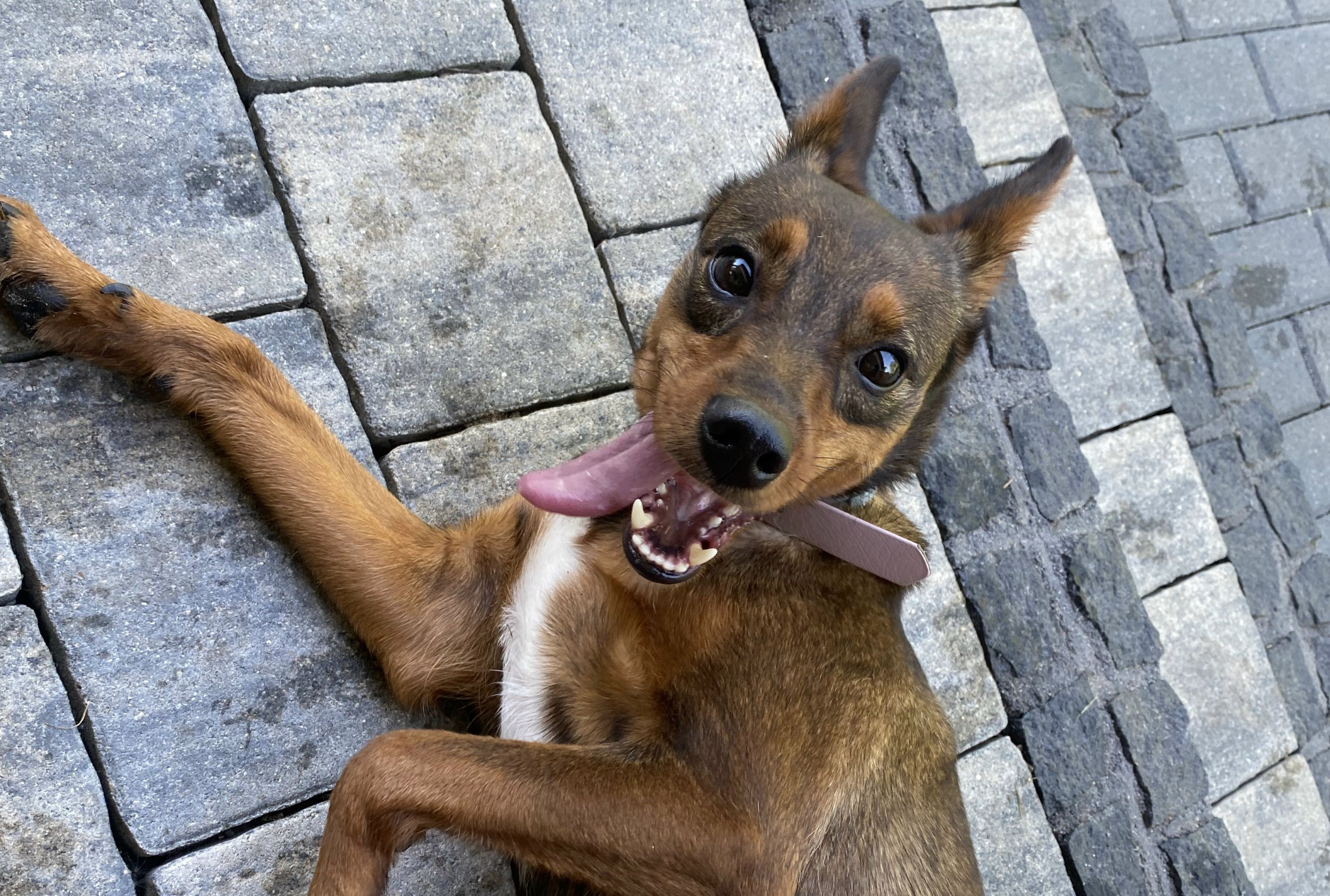 hotel dla zwierząt poznań